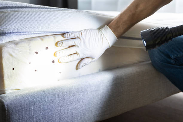 Best Wasp Removal Services  in Bohemia, NY