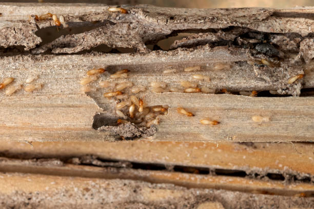 Best Termite Control Services  in Bohemia, NY